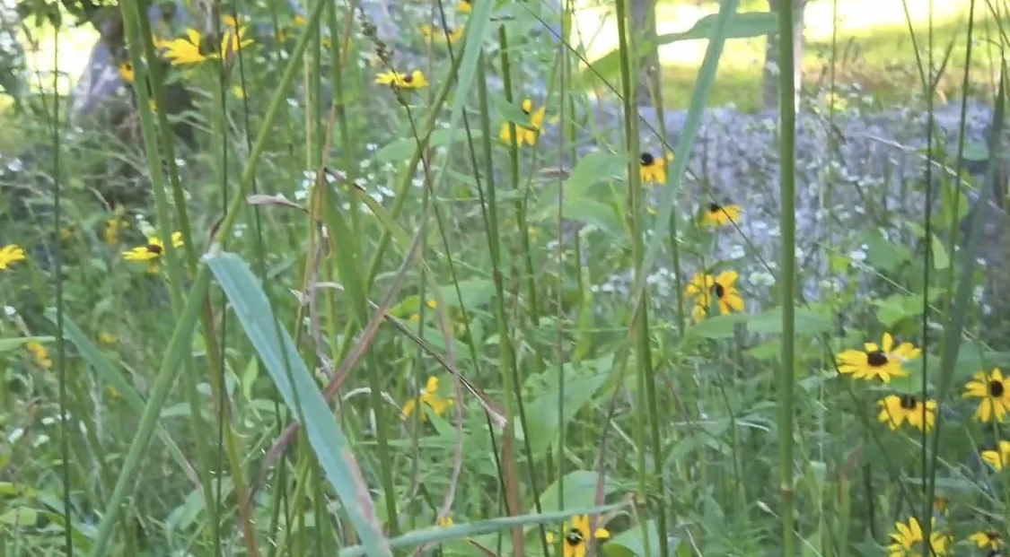 Wildflowers and grasses growing on the property