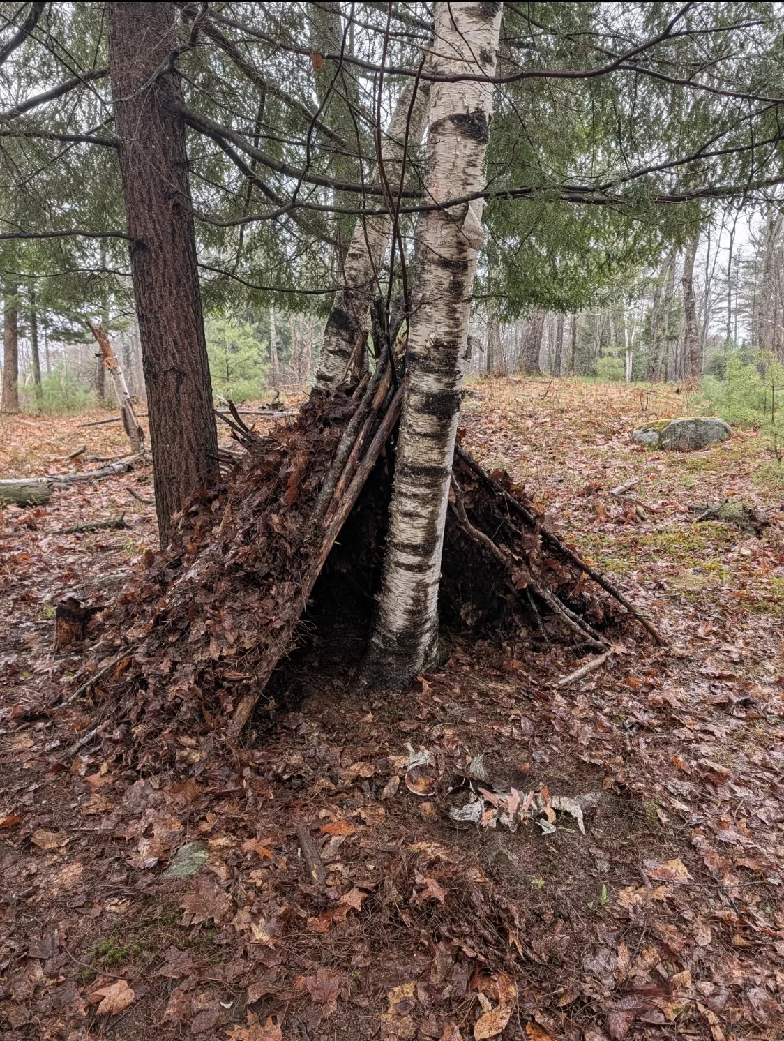 Hand-built woodland shelter among birch trees